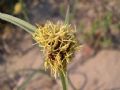 Cyperus capitatus